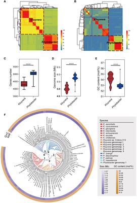 Genomic insights into the evolution, pathogenicity, and extensively drug-resistance of emerging pathogens Kluyvera and Phytobacter